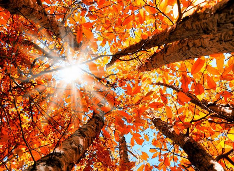 Autunno a tavola